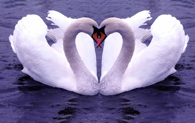 Swans swimming together in the free wallpaper for desktop - medium preview image
