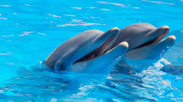 Two dolphins swimming pool open free wallpaper for desktop - medium preview image