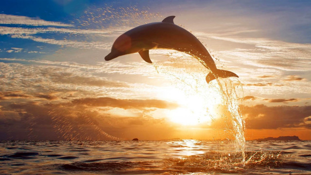 Dolphin jumping water sunset sunrise #5 free wallpaper for desktop - medium preview image