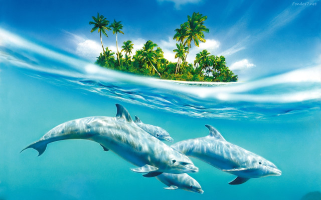 Dolphins swimming ocean island palm #3 free wallpaper for desktop - medium preview image
