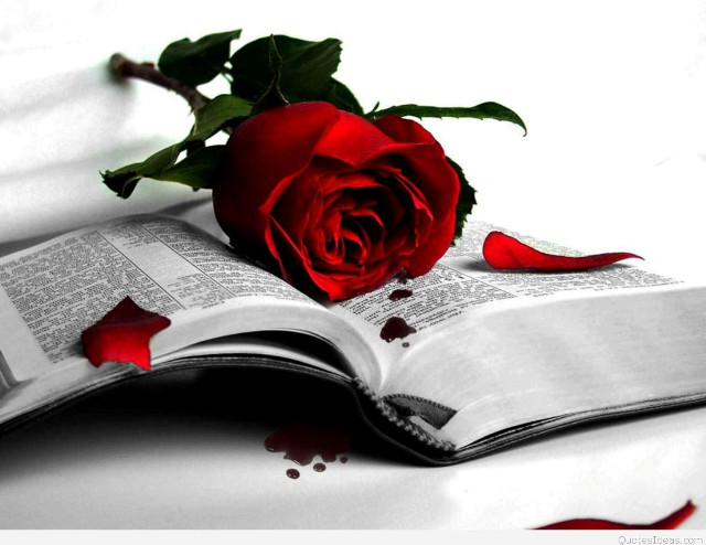 Rose open book blood pages free wallpaper for desktop - medium preview image