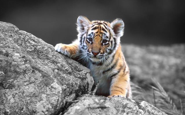 Tiger cub climbing rock black #2 free wallpaper for desktop - medium preview image