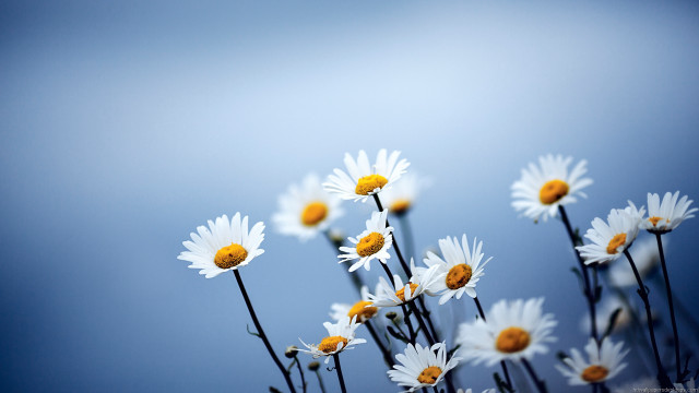 Daisies vase table blue background free wallpaper for desktop - medium preview image