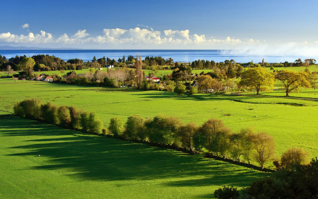 Lush green field trees water free wallpaper for desktop - medium preview image