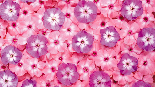 Pink purple flower field bouquet free wallpaper for desktop - medium preview image