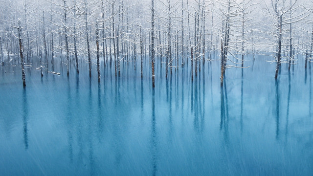 Blue lake snowy trees birds free wallpaper for desktop - medium preview image