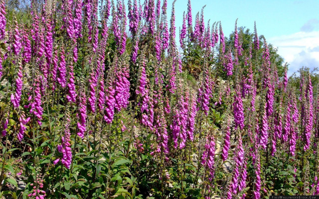 Purple flowers trees blue sky free wallpaper for desktop - medium preview image
