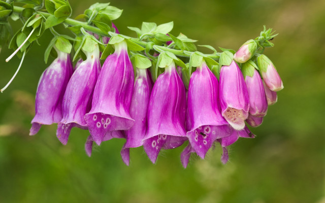 Flower closeup blurry background green free wallpaper for desktop - medium preview image