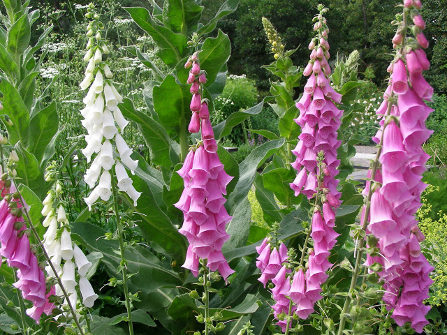 Flowers field grass background green free wallpaper for desktop - medium preview image