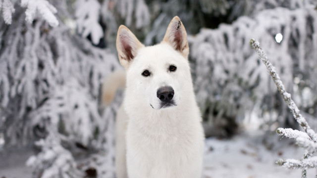 White dog snow tree branches free wallpaper for desktop - medium preview image