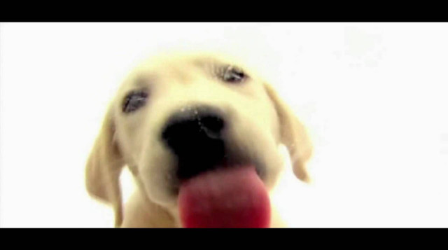 Dog red ball mouth white free wallpaper for desktop - medium preview image