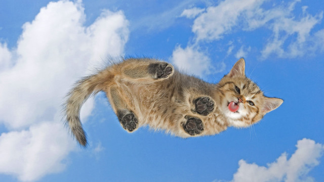 Cat flying paws face air free wallpaper for desktop - medium preview image