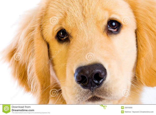 Dog closeup white background black #3 free wallpaper for desktop - medium preview image