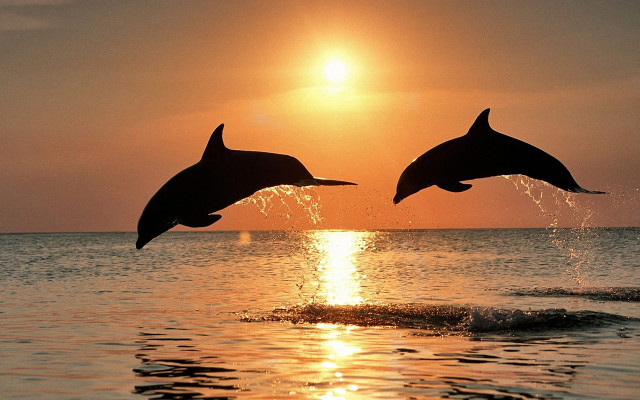 Dolphins jumping water sunset sunrise free wallpaper for desktop - medium preview image