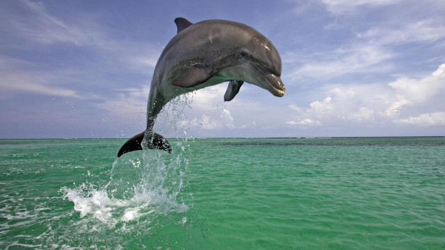 Dolphin jumping water mouth open #6 free wallpaper for desktop - medium preview image