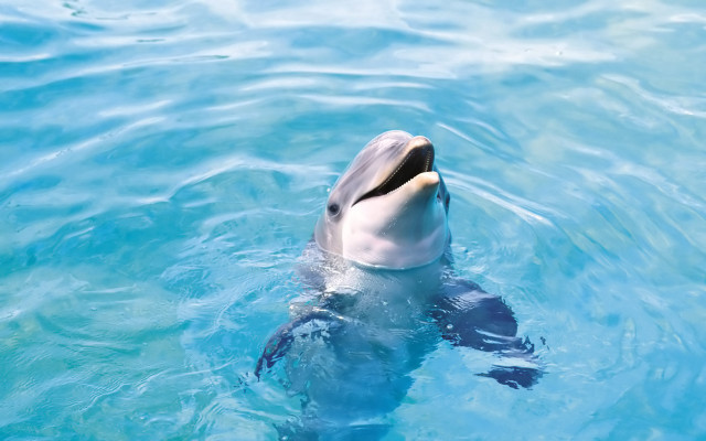 Dolphin swimming blue pool mouth #3 free wallpaper for desktop - medium preview image