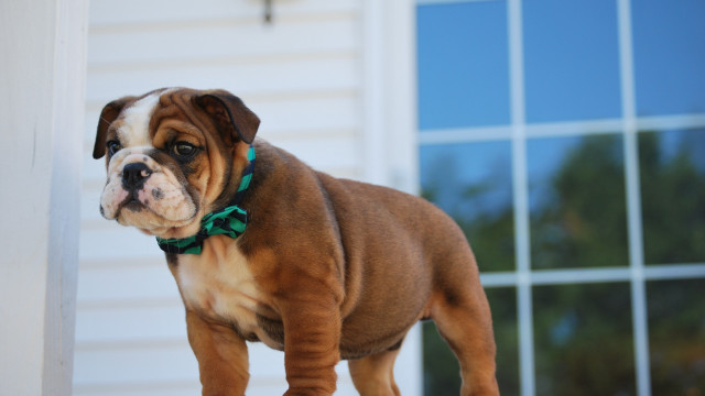 Brown white dog wooden floor free wallpaper for desktop - medium preview image