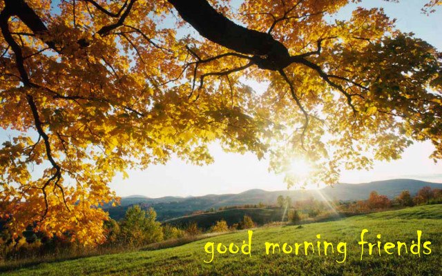 Tree good morning friends autumn free wallpaper for desktop - medium preview image