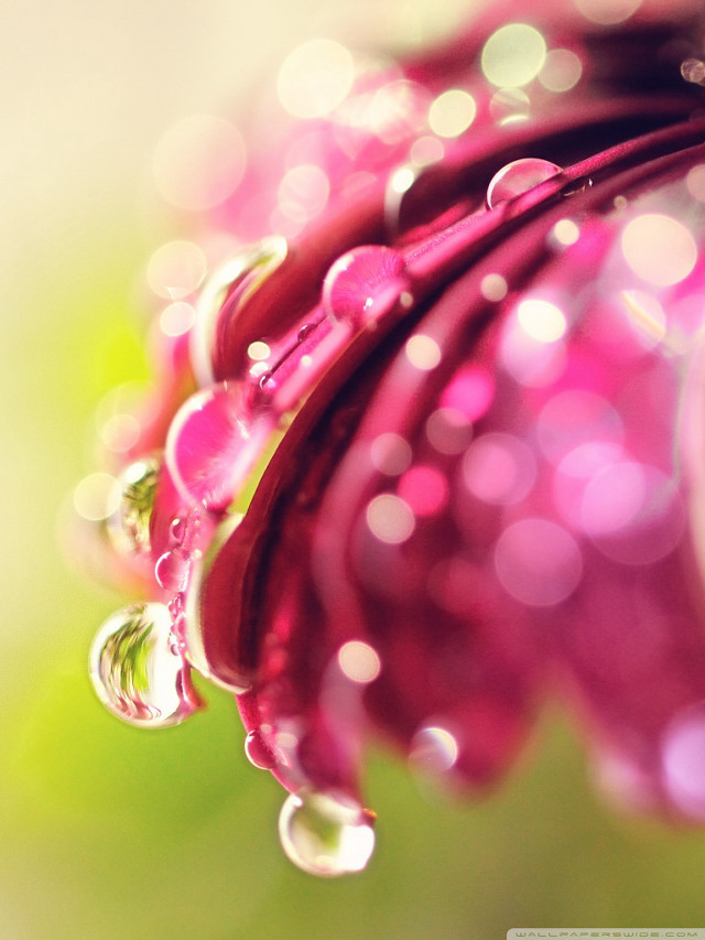 Pink flower water droplets macro #15 free wallpaper for mobile - medium preview image