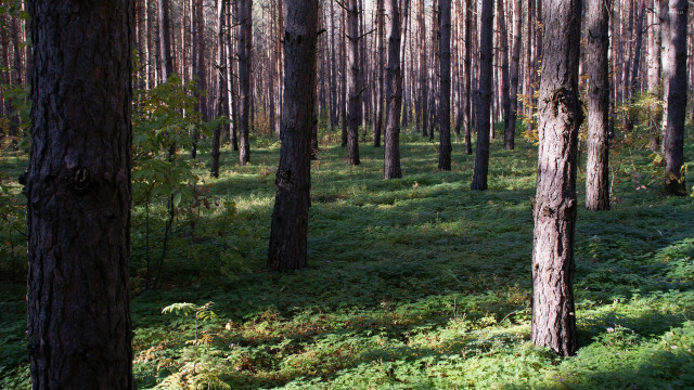 Tall trees green grass forest free wallpaper for desktop - medium preview image