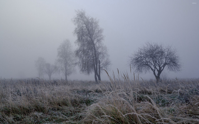 Foggy field trees grass bushes free wallpaper for desktop - medium preview image