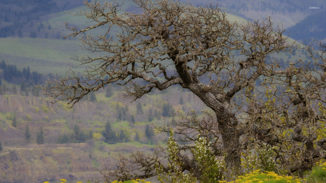 Leafless tree field mountains yellow free wallpaper for desktop - medium preview image