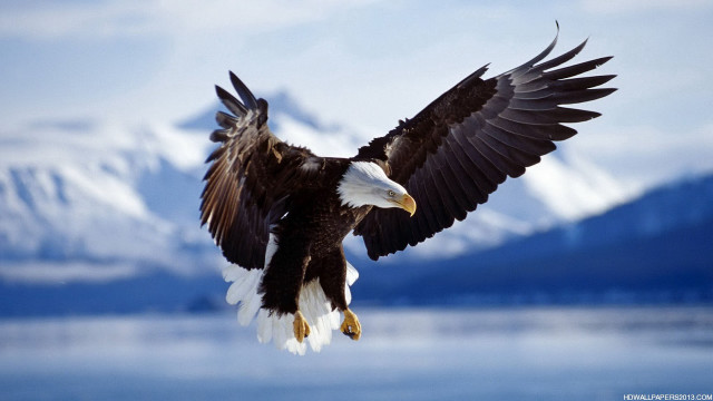 Bald eagle flying lake mountains free wallpaper for desktop - medium preview image