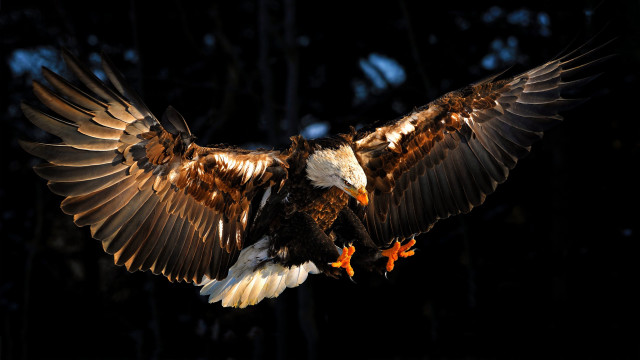 Large bird wings spread talons free wallpaper for desktop - medium preview image