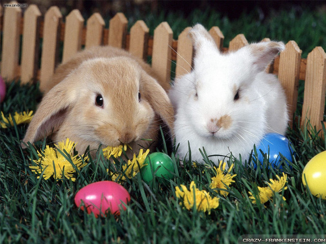 Rabbits easter eggs grass flowers free wallpaper for desktop - medium preview image