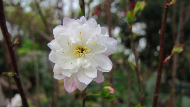 White flower yellow center garden #2 free wallpaper for desktop - medium preview image