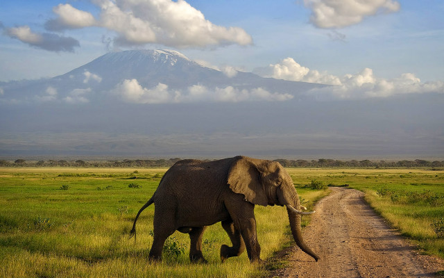Elephant walking dirt road mountain free wallpaper for desktop - medium preview image