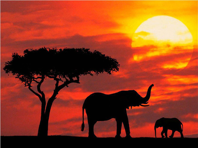 Elephants tree sunset sun red free wallpaper for desktop - medium preview image