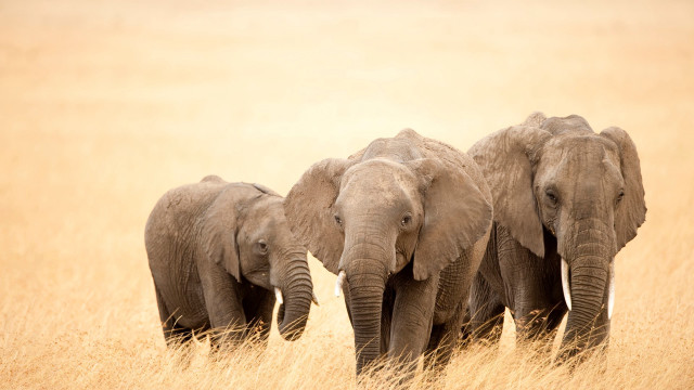 Elephants tallgrass lightbrown naturalism wildlife free wallpaper for desktop - medium preview image