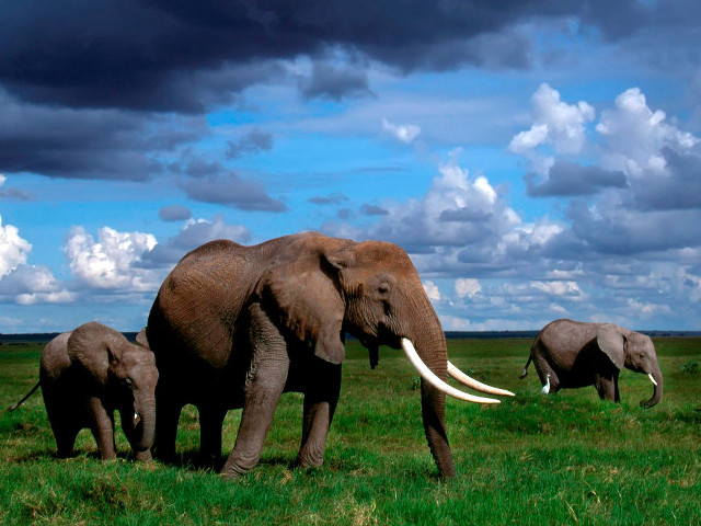 Elephants green field cloudy sky free wallpaper for desktop - medium preview image