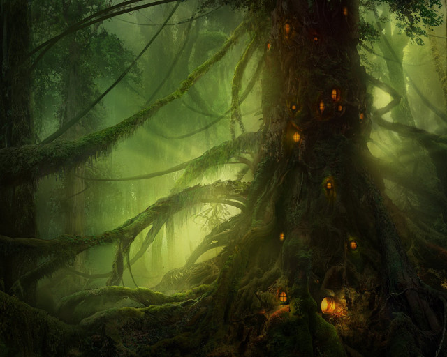 Forest lights moss trees illuminated free wallpaper for desktop - medium preview image
