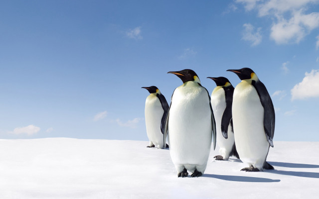 Penguins standing in snow together free wallpaper for desktop - medium preview image
