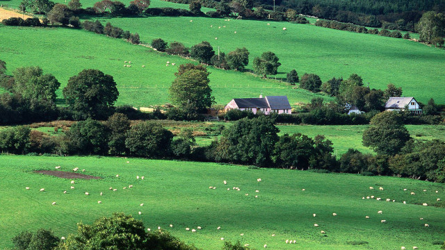 Large field house sheep trees free wallpaper for desktop - medium preview image