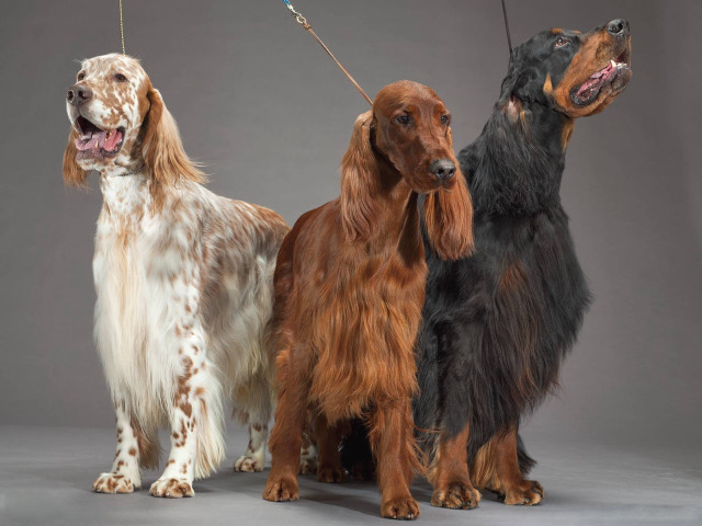 Three dogs leash brown white free wallpaper for desktop - medium preview image