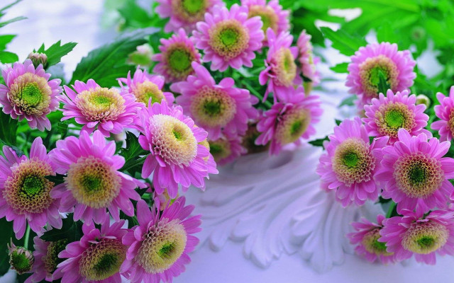 Pink flowers table green leaves free wallpaper for desktop - medium preview image