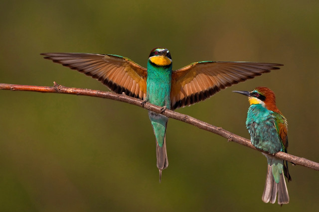 Colorful birds perched branch wings free wallpaper for desktop - medium preview image
