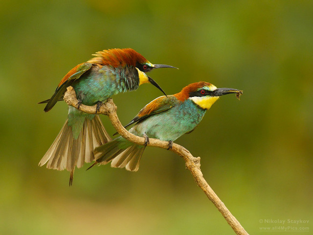 Colorful birds branch beaks open free wallpaper for desktop - medium preview image