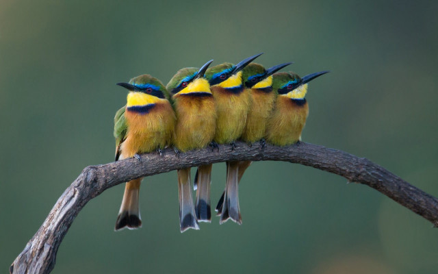 Birds tree branch group together free wallpaper for desktop - medium preview image