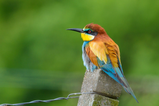 Colorful bird perched wooden post free wallpaper for desktop - medium preview image