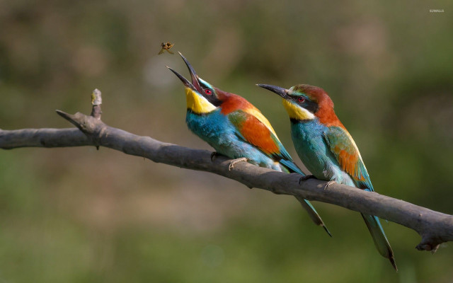 Colorful birds sitting branch beaks #2 free wallpaper for desktop - medium preview image