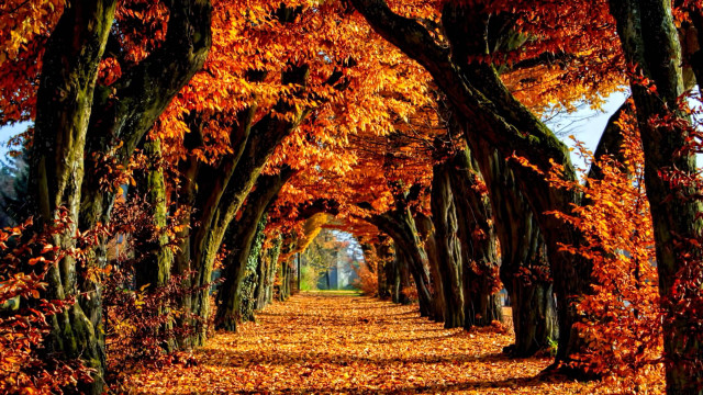 Pathway trees fall leaves park free wallpaper for desktop - medium preview image