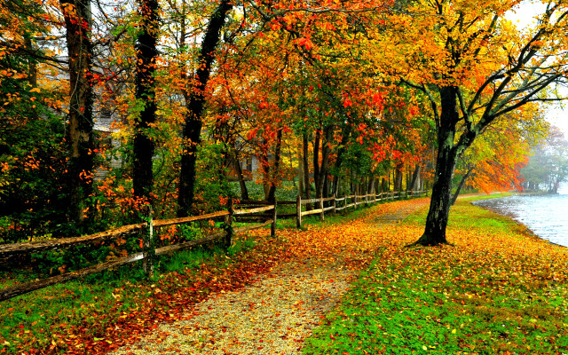 Autumn forest path lake fence free wallpaper for desktop - medium preview image