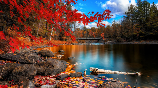 Lake trees red leaves bridge free wallpaper for desktop - medium preview image