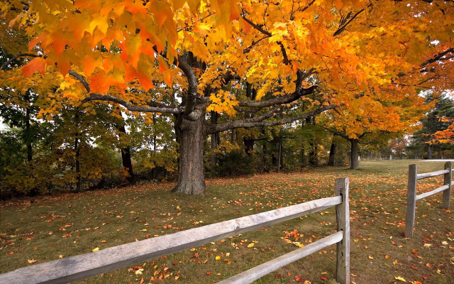 Tree yellow leaves park fence #2 free wallpaper for desktop - medium preview image