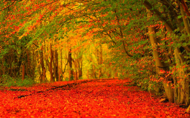 Fall road trees leaves autumn free wallpaper for desktop - medium preview image