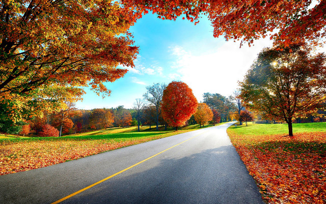 Road yellow trees orange sky free wallpaper for desktop - medium preview image